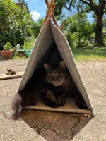 Cat Tent Grey Wood Used