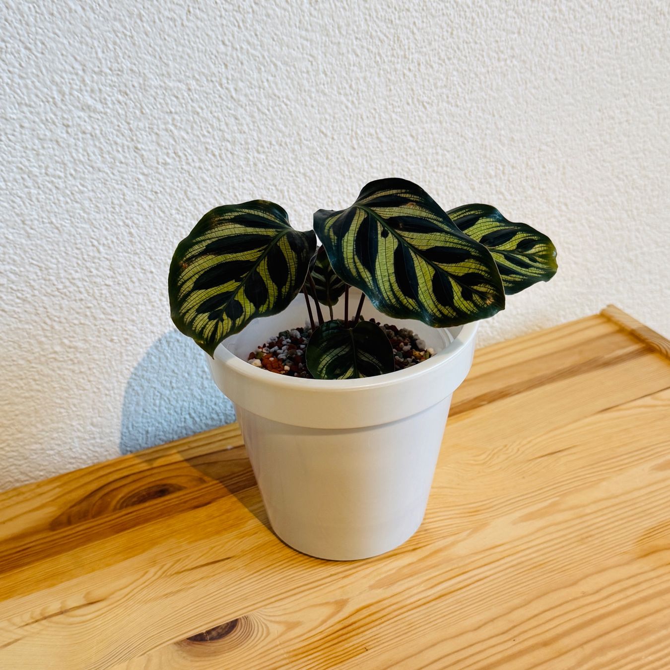Piante & sementi: Calathea Makoyana (Nr. 2) – Usato da Wald ZH venduto da 2kndPlant