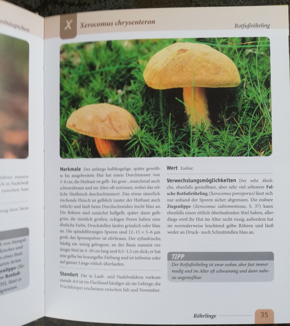 Bücher: Handbuch Pilze – Gebraucht aus Hildisrieden von Malve 2