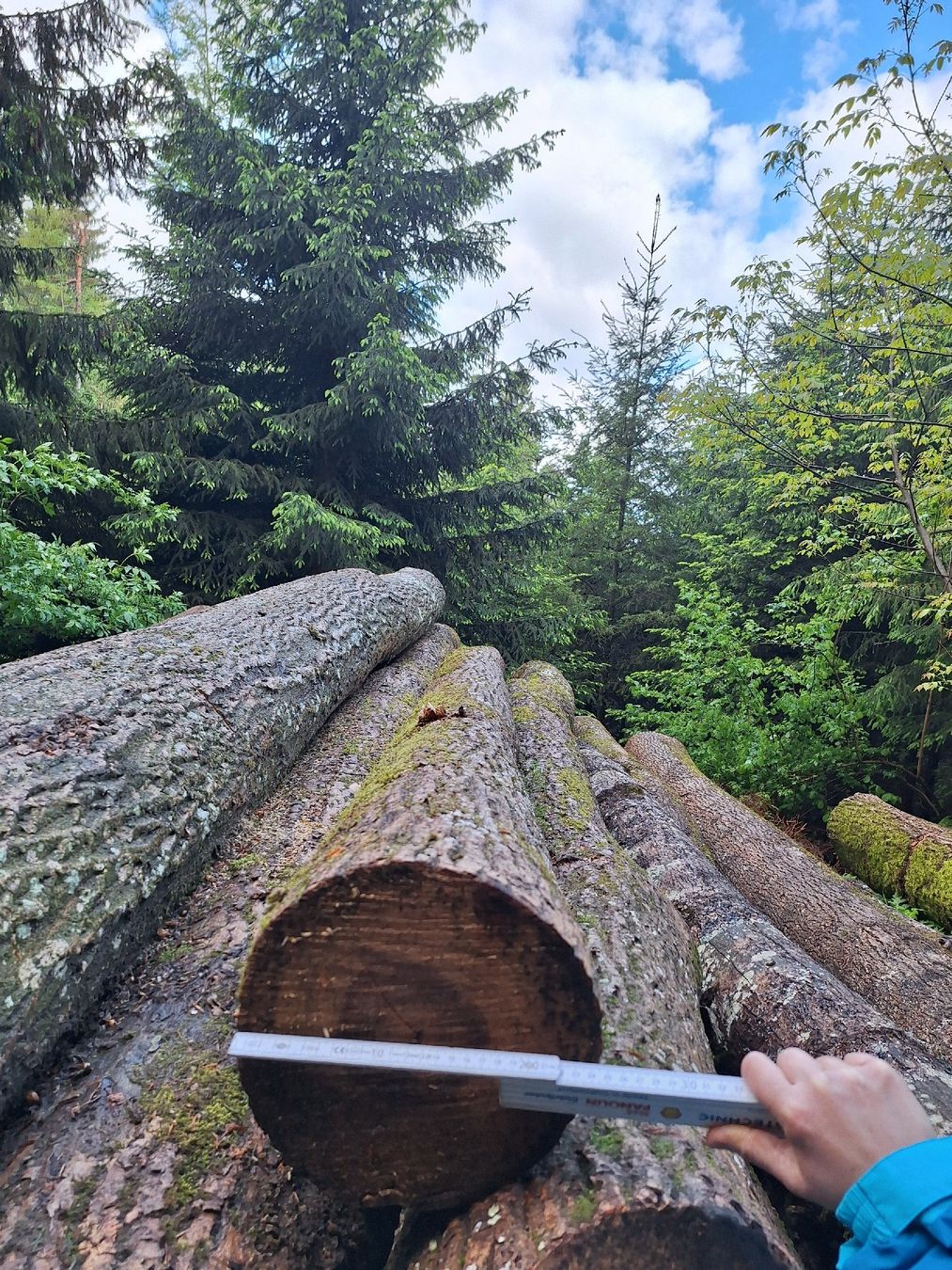 Holzartikel: Rundholz Esche Buche – Gebraucht aus Thal von Ricoba 1