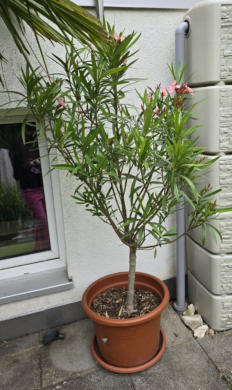 Pflanzen & Samen: Oleander Hochstamm hellrosa – Gebraucht aus Aarburg von popkorn65 3