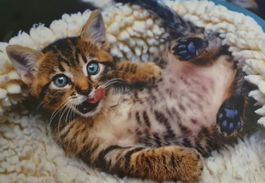 Süsses Puzzle mit Katzenbaby 1000 Teile NEU