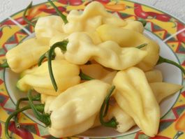 BHUT JOLOKIA BLANC PIMENT TRES FORT 10g