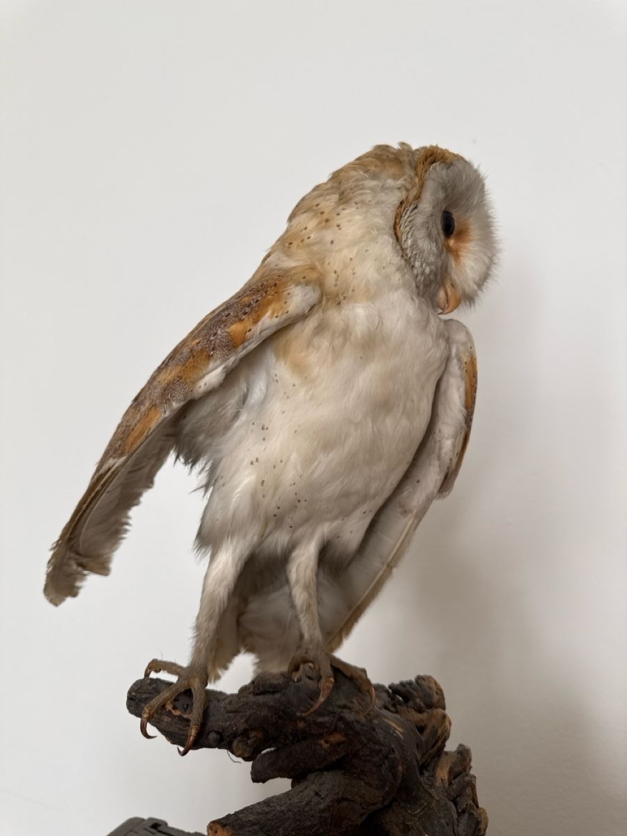 Welt der Tiere: Präparat Schleiereule  – Gebraucht aus Basel von Ramses1179 2