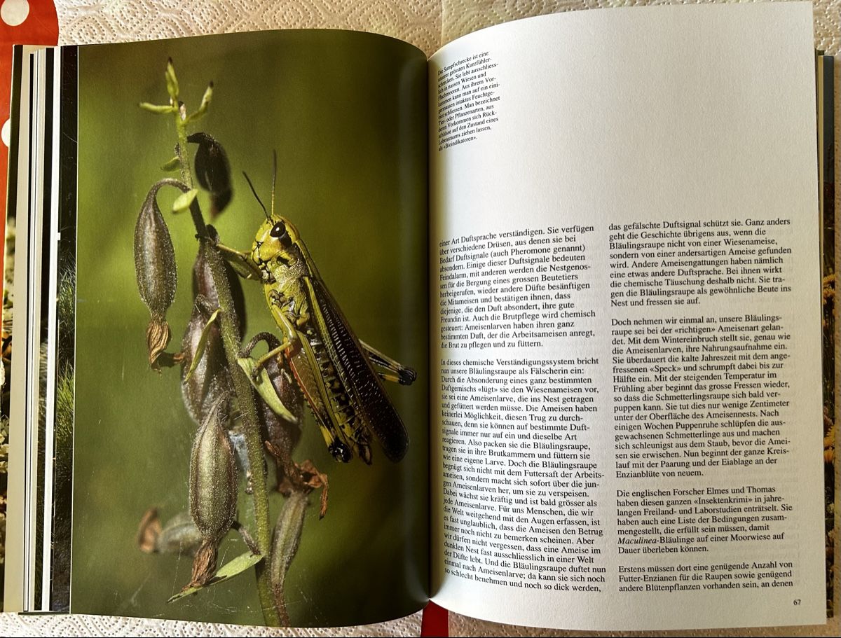 Libri: Die Wiese lebt, Silva-Verlag 1992 – Usato da Lengnau BE venduto da AgriOttu 8