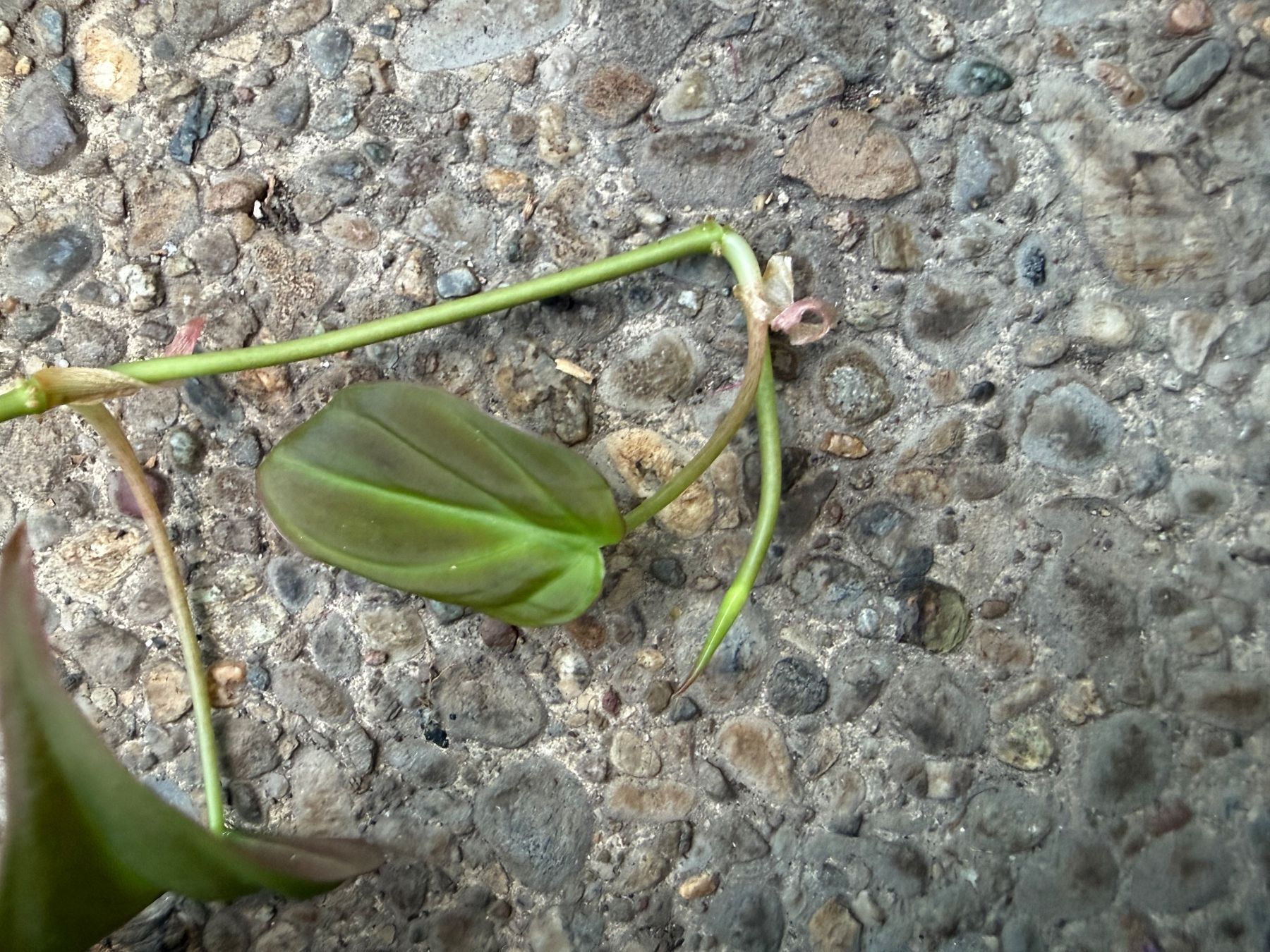 Piante & sementi: Philodendron scandens micans, getopfte Pflanze – Nuovo (secondo la descrizione) da Winterthur venduto da Aniger 4