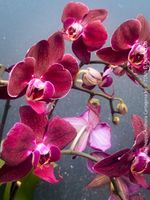 Phalaenopsis Anthura Cartagena - Burgunderfarbene Orchidee