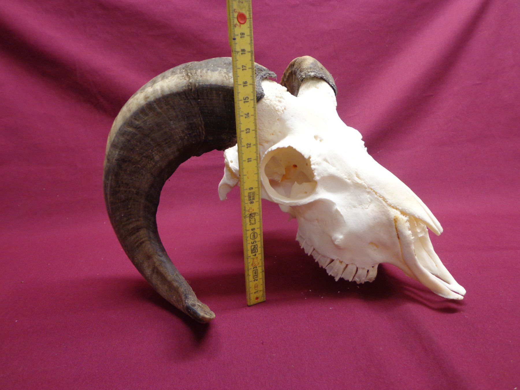 Il mondo degli animali: Widder, Geweihe, Trophäe, Horn, Dekoration, Jagd Abwurfst. – Usato da Andeer venduto da Baerenburger 2