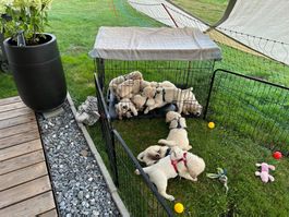 Hundebox aus Metall