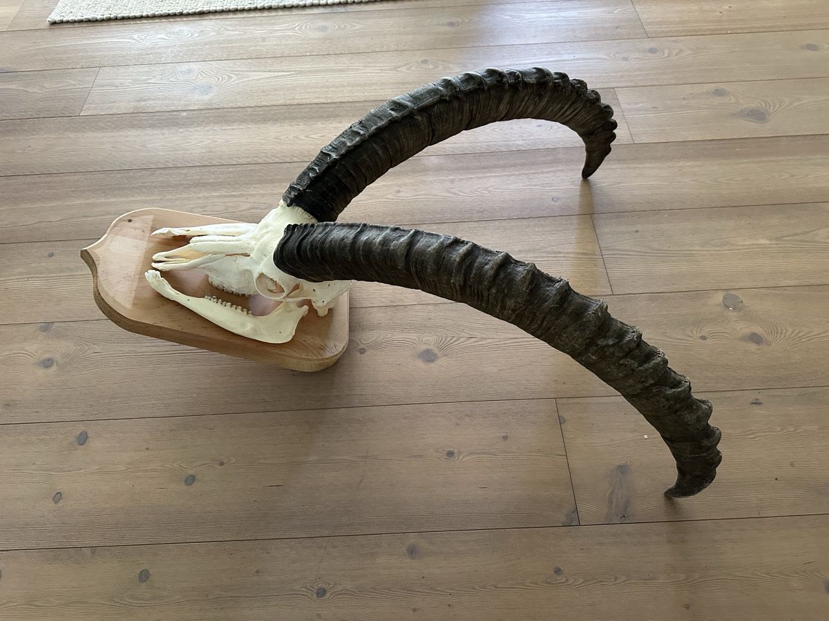 Altre raccolte & rarità: Kapitaler Steinbock  – Usato da Trimmis venduto da Murin62 1