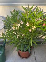 Oleander gelb, Höhe 95 cm