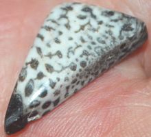 Cabochon L-1474 – Schlangen Fossil Edelstein – 25x13mm