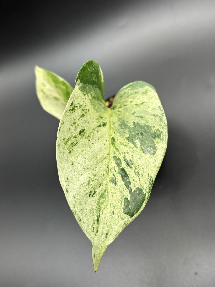 Piante & sementi: Epipremnum Pinnatum Marble Queen (1-1) – Nuovo e nell'imballaggio originale da Basel venduto da Pink_White