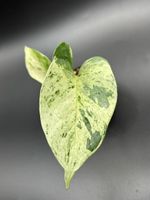 Epipremnum Pinnatum Marble Queen (1-1)