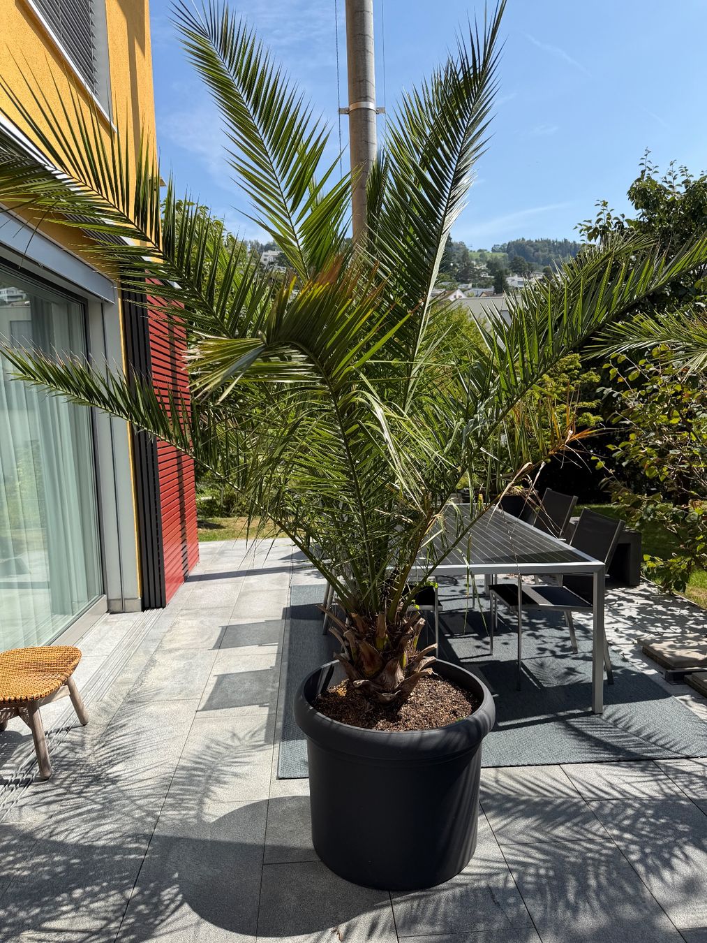 Piante & sementi: Palme – Usato da Zug venduto da brucor 1