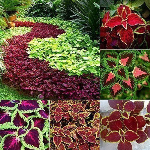 Plantes & graines: Coleus arc-en-ciel 60g – Neuf (Voir description) à Bremblens par FIBONACCI369 5