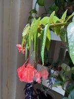 Begonia maculata „tamaya“