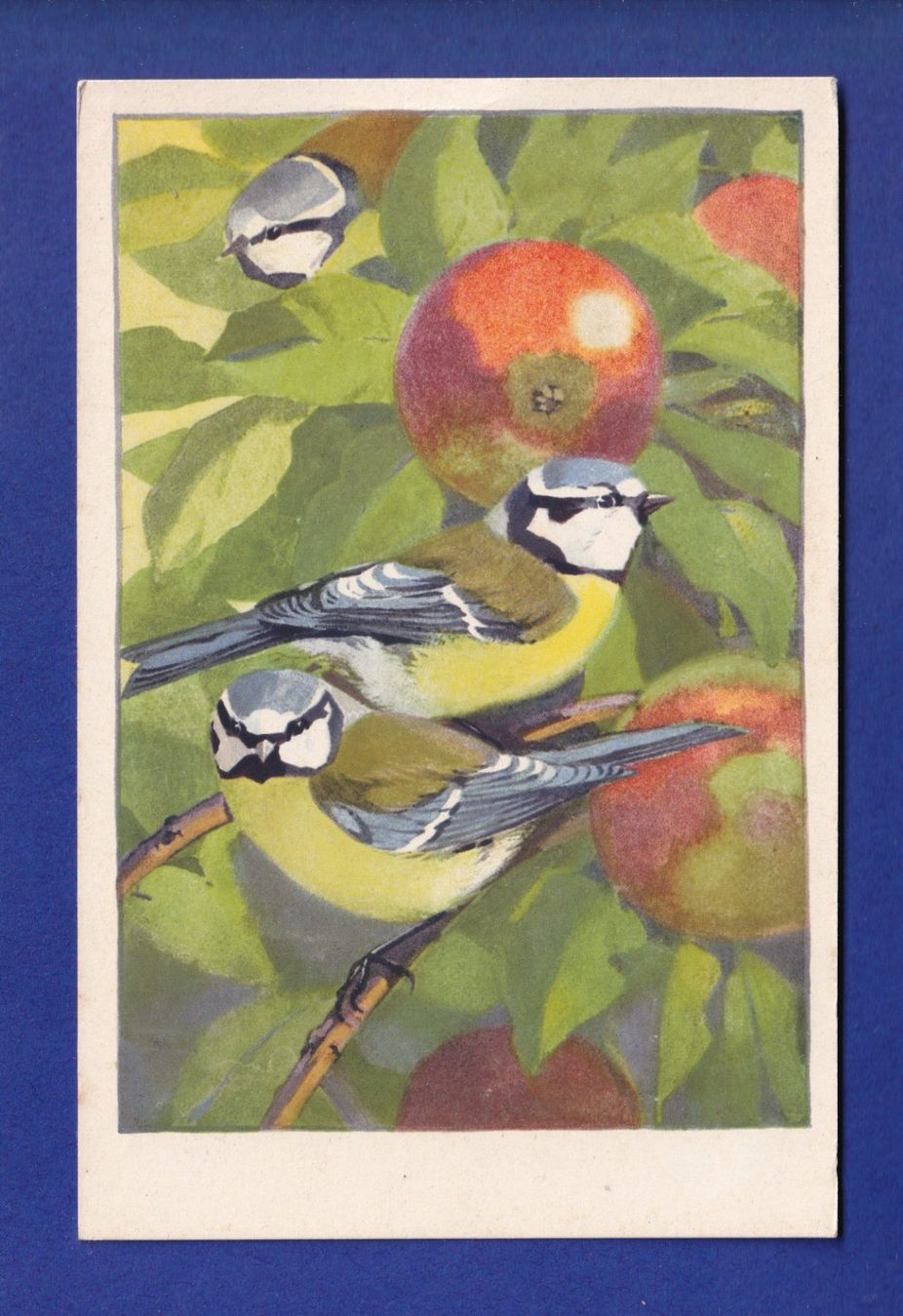Cartes postales: OISEAU - Mésanges – D'occasion à Pully par nicecards-shop