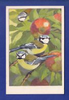 OISEAU - Mésanges