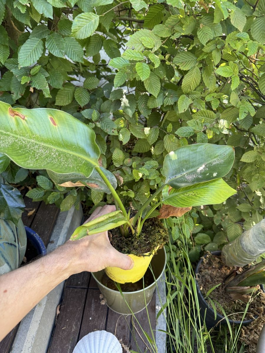 Piante & sementi: Strelizia Alba – Usato da Dübendorf venduto da Highqualityonly