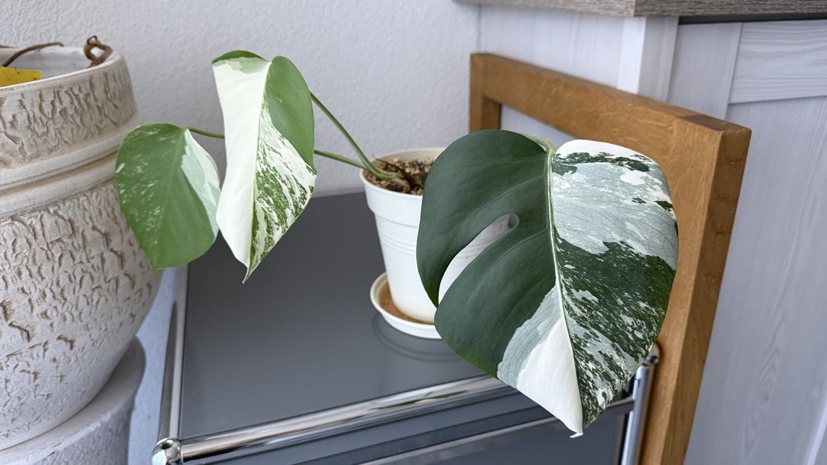 Piante & sementi: Monstera Variegata – Nuovo (secondo la descrizione) da Münchenstein venduto da Schi.77 2