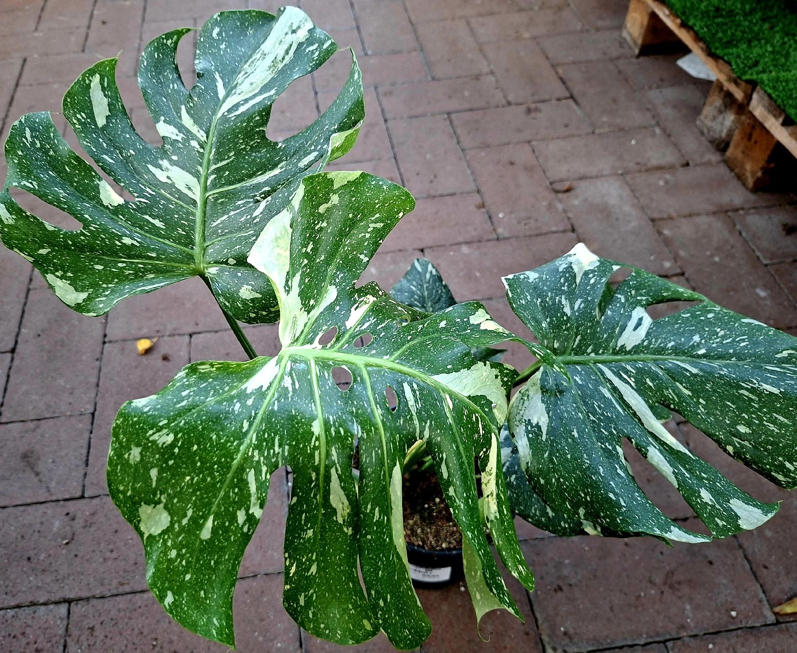 Pflanzen & Samen: RARISSIMO!!! H: 50-60 cm "Monstera Thai Constellation" – Neu und originalverpackt aus Rovio von POSITIFFARTandPLANTS