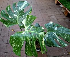RARISSIMO!!! H: 50-60 cm "Monstera Thai Constellation"