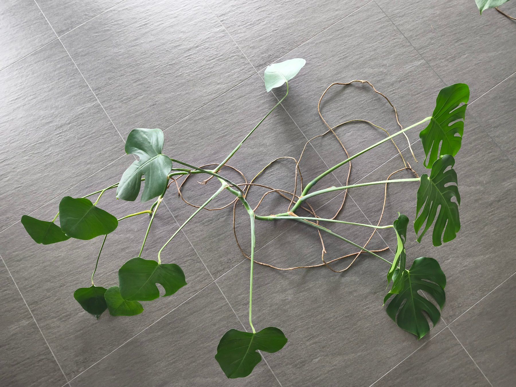 Piante & sementi: 2x Monstera deliciosa Ableger mit Luftwurzeln – Nuovo (secondo la descrizione) da Jegenstorf venduto da Juchlistock 2