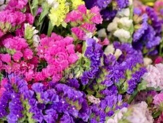 Piante & sementi: Ab 5.- fr 20 Samen Unsterbliche Blume: STATICE – Nuovo e nell'imballaggio originale da Rovio venduto da POSITIFFARTandPLANTS 4