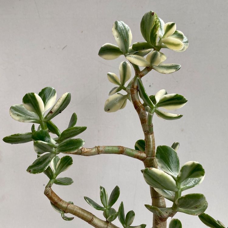 Crassula Ovata Geldbaum Variegata L Kaufen Auf Ricardo