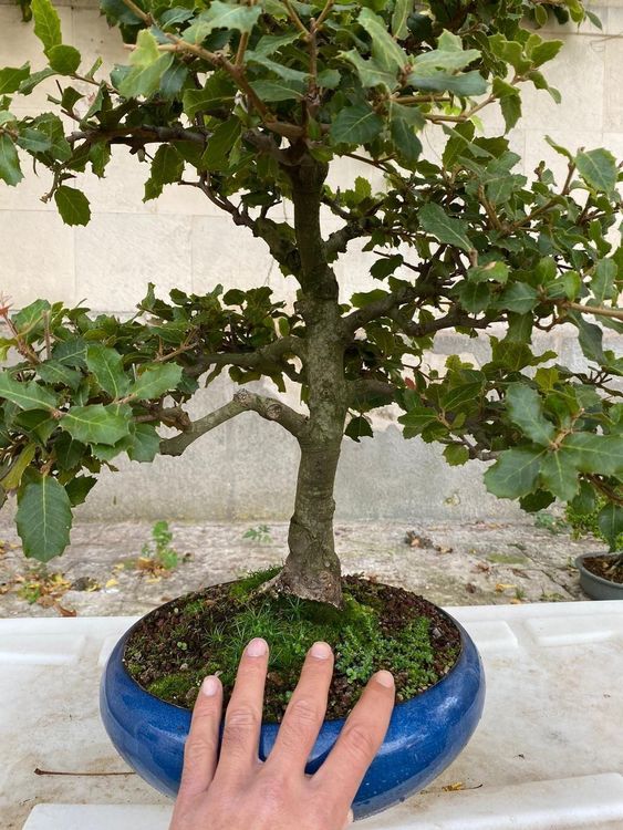 Quercus Ilex Bonsai Kaufen auf Ricardo