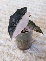 Alocasia Polly Albo Pink Variegata