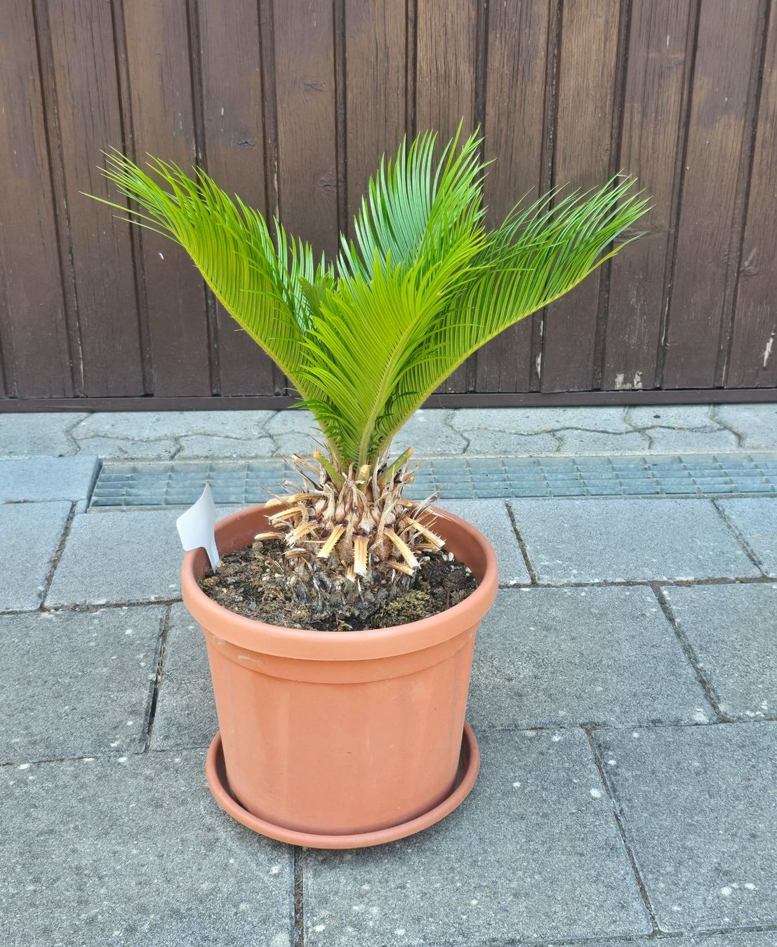 Pflanzen & Samen: Cycas revoluta – Gebraucht aus Aarburg von popkorn65 1