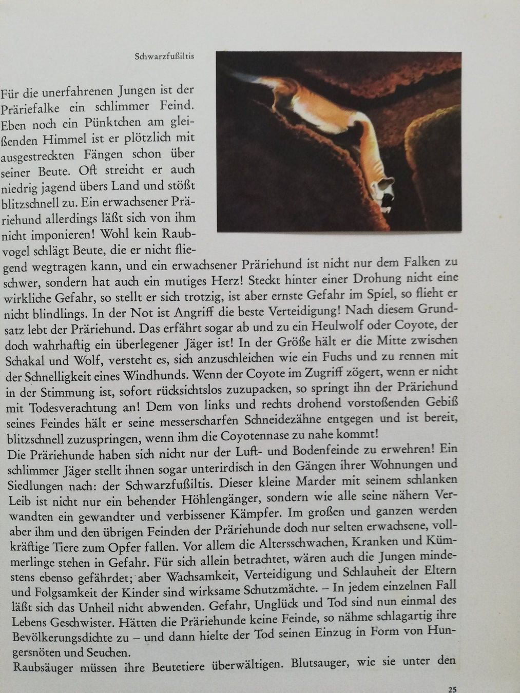 Libri: Zauber der Wildnis – Usato da Hildisrieden venduto da Malve 2