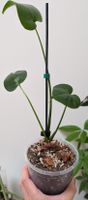 Monstera Deliciosa giovane, perfetta per la primavera!