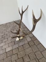 grosses Geweih aus dem Saanenland