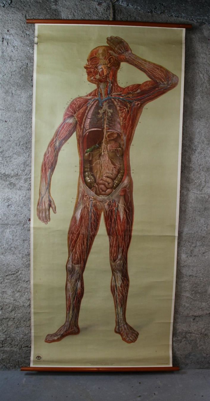 Foto & Immagini: Schulwandbild "Lymphgefässe" 200x91 cm – Usato da Birrwil venduto da brandschatz_birrwil 3