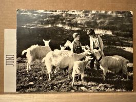 AK mit Ziegen Hirte Kinder