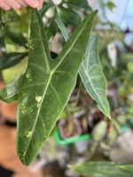 Alocasia Longiloba Variegata rhizome 🪴🌱