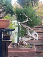 Bonsai Wacholder