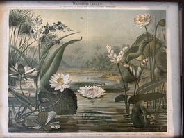Botanik, Wasser-Pflanzen alte Farblitographie