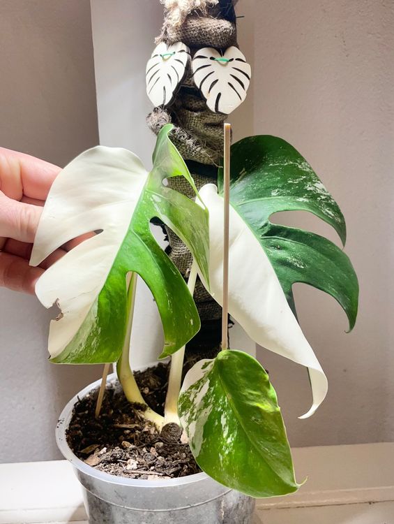Monstera Albo Variegata, 2 plants in 1 pot! Halfmoon! | Kaufen auf Ricardo