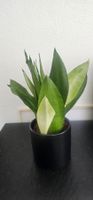 Bogenhanf Sansevieria grün im schwarzen Topf gepflegt