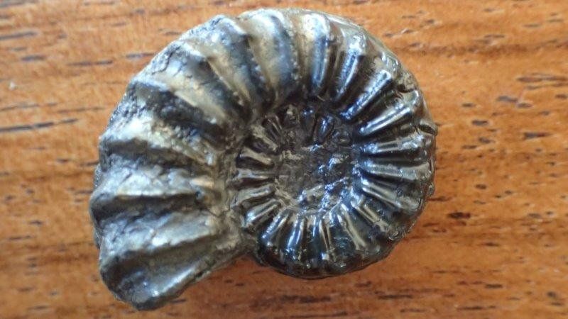 Fossilien: 3 Pyrit Ammoniten Frankreich – Gebraucht aus Rickenbach BL von Oktober68 5