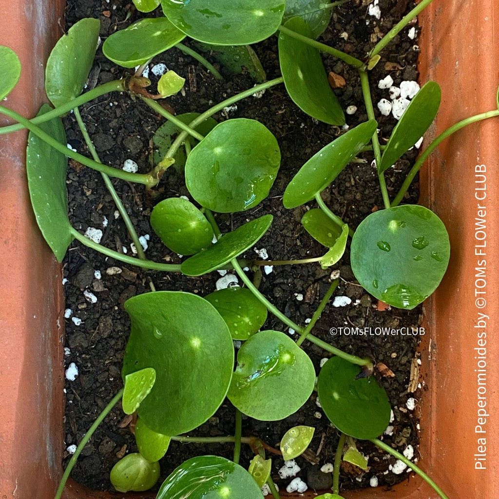 Piante & sementi: Pilea Peperomioides - 100% Bio-Anzucht – Nuovo e nell'imballaggio originale da Adliswil venduto da astom369 9