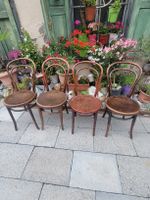 4 Bugholzstühle antik