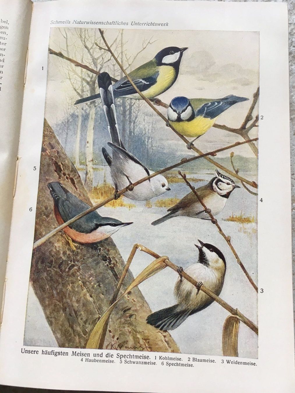 Libri: Antikes Tierkunde-Buch 1926 – Usato da Wettingen venduto da Ecaramel 8