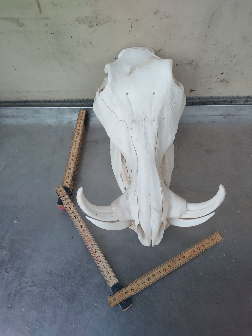 Welt der Tiere: Echter Warzenschwein Schädel, Keiler - Trophäe Jagd Deko – Gebraucht aus Wettingen von Bwalti