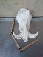 Echter Warzenschwein Schädel, Keiler - Trophäe Jagd Deko