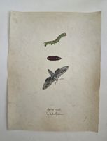 Schmetterling Buch lose Orig. Aquarell/Gouache 19.h  32x24cm